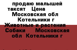 продаю малышей таксят › Цена ­ 15 000 - Московская обл., Котельники г. Животные и растения » Собаки   . Московская обл.,Котельники г.